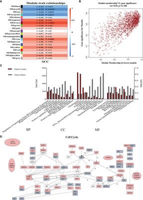 Formation of Blood Neutrophil Extracellular Traps Increases the Mastitis Risk of Dairy Cows During the Transition Period